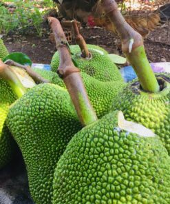 Mít Thái Tân Phú Siêu Ngọt Siêu Ngon 8 mit1