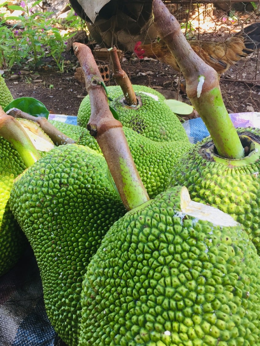Mít Thái Tân Phú Siêu Ngọt Siêu Ngon 4 mit1