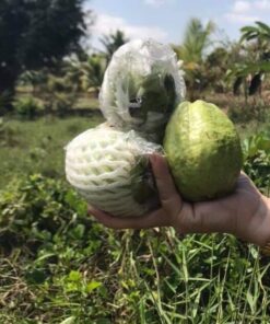 Ổi không hạt miền Tây