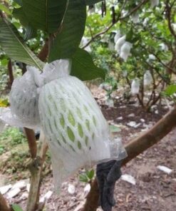 Ổi không hạt miền Tây 8 oi 02