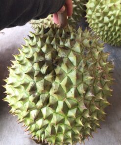 saurieng 03