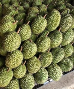 saurieng 04