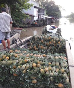 Khóm Tân Phước - Vị ngọt đất phèn 9 e43ed7030c29f977a038