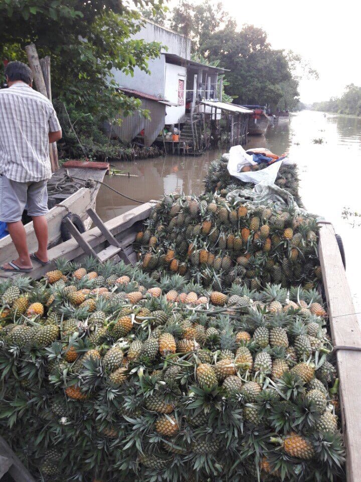 Khóm Tân Phước - Vị ngọt đất phèn 6 e43ed7030c29f977a038