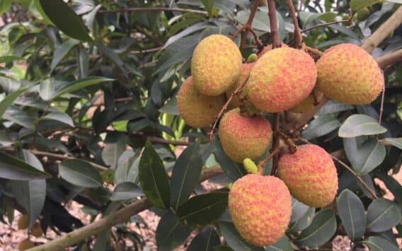 litchi 01