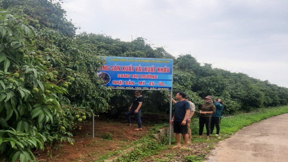 vaithieu 01