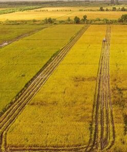 Gạo ST24 hữu cơ 8 ST24 03