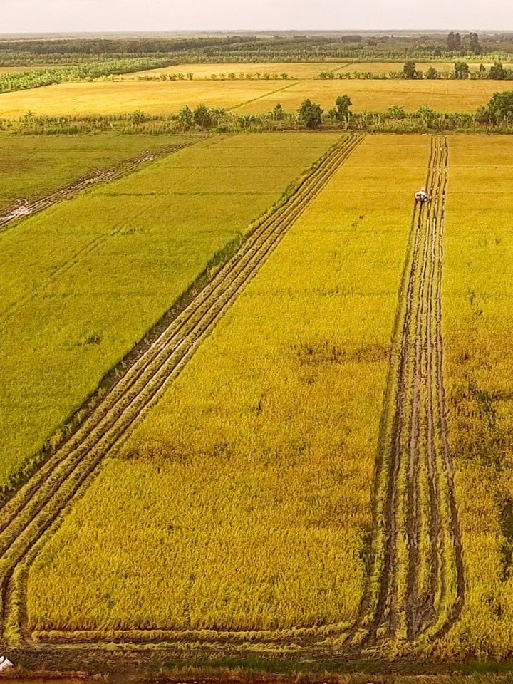 Gạo ST24 hữu cơ 5 ST24 03