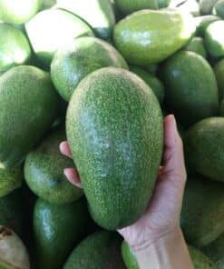 avovado 01 1