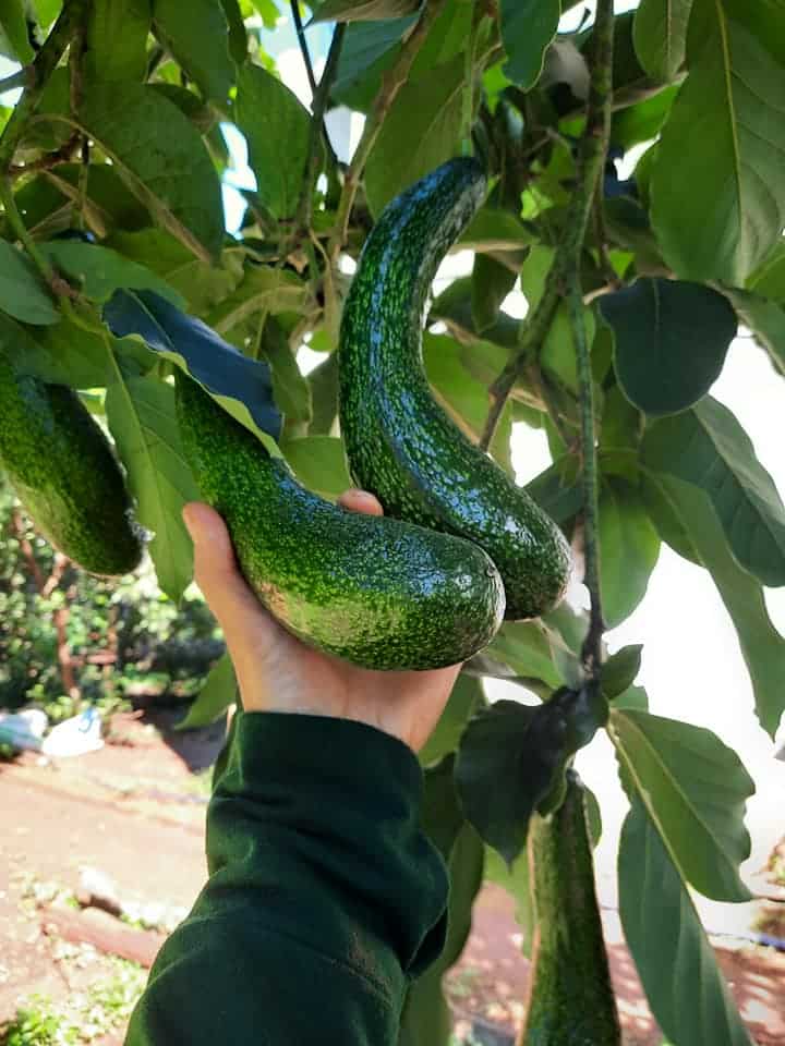 Bơ 034 Tây Nguyên 3 avovado 01