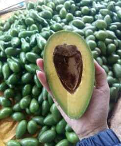 avovado 02 1