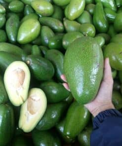 avovado 03 1
