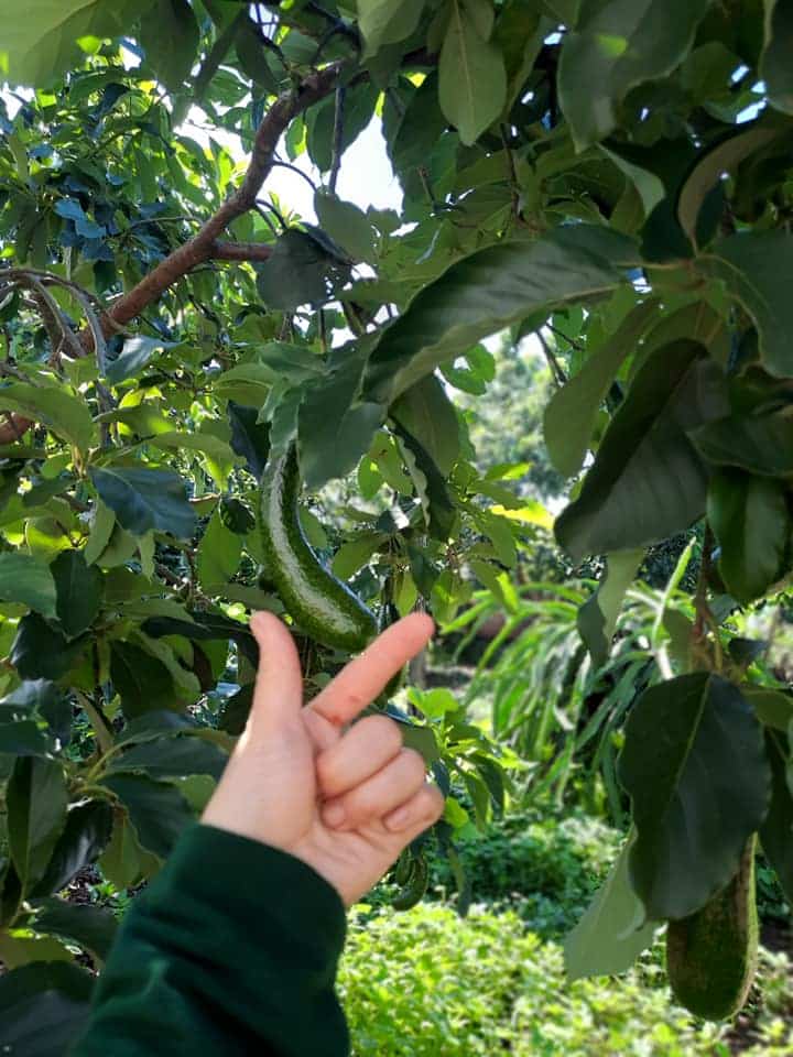 Bơ 034 Tây Nguyên 4 avovado 03