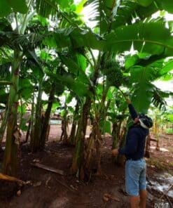 Chuối già lùn Tây Nguyên 8 banana 02