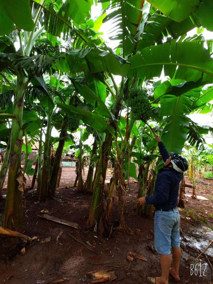 Chuối già lùn Tây Nguyên 4 banana 02