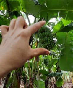 Chuối già lùn Tây Nguyên 9 banana 03