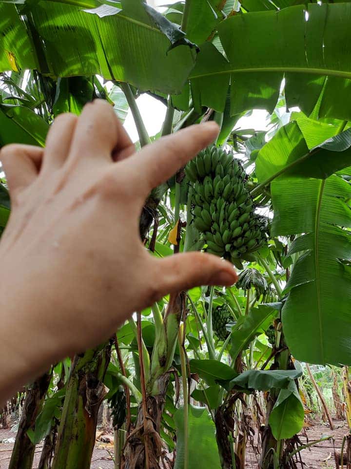 Chuối già lùn Tây Nguyên 5 banana 03