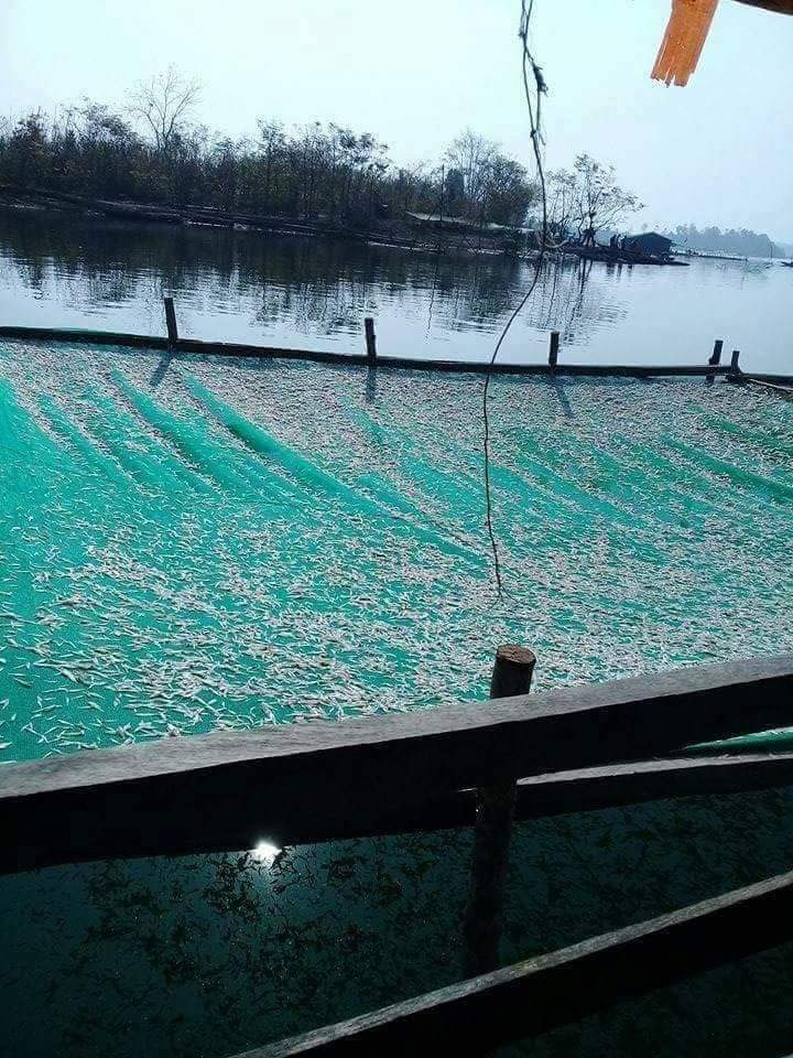 Cá cơm sông Sê San 3 ca 04