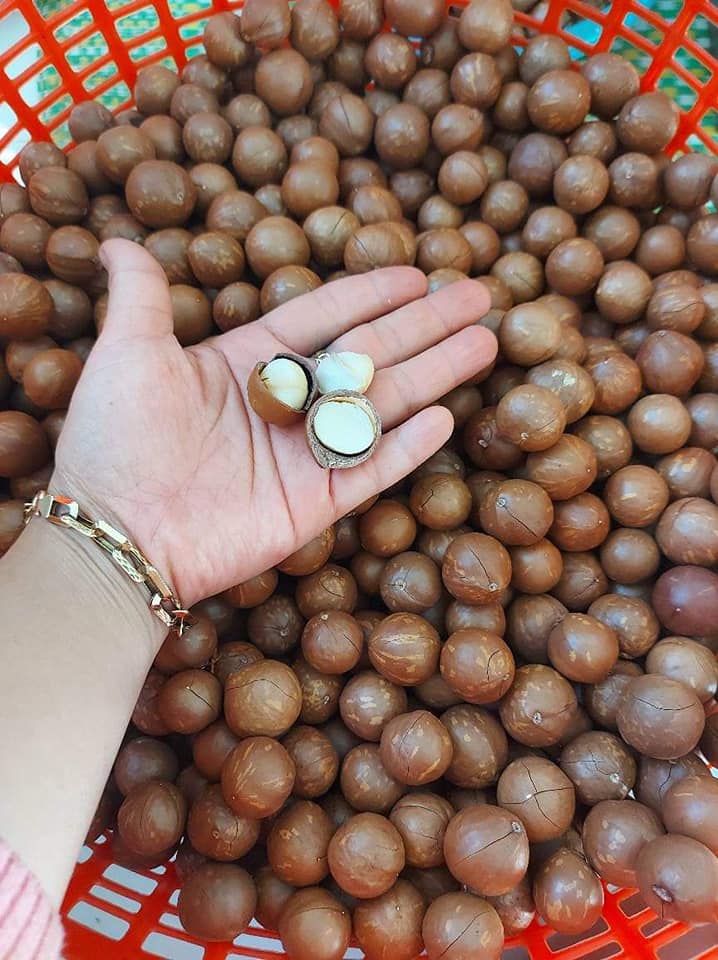 Nhân hạt macca tươi 5 macca 02