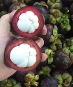 mangosteen 01