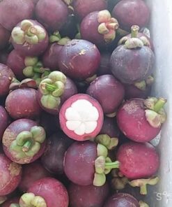 mangosteen 02