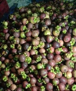 mangosteen 04