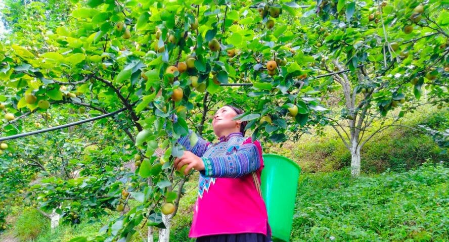 Phương án tiêu thụ lê Tai Nung ở Si Ma Cai 2 pear 01