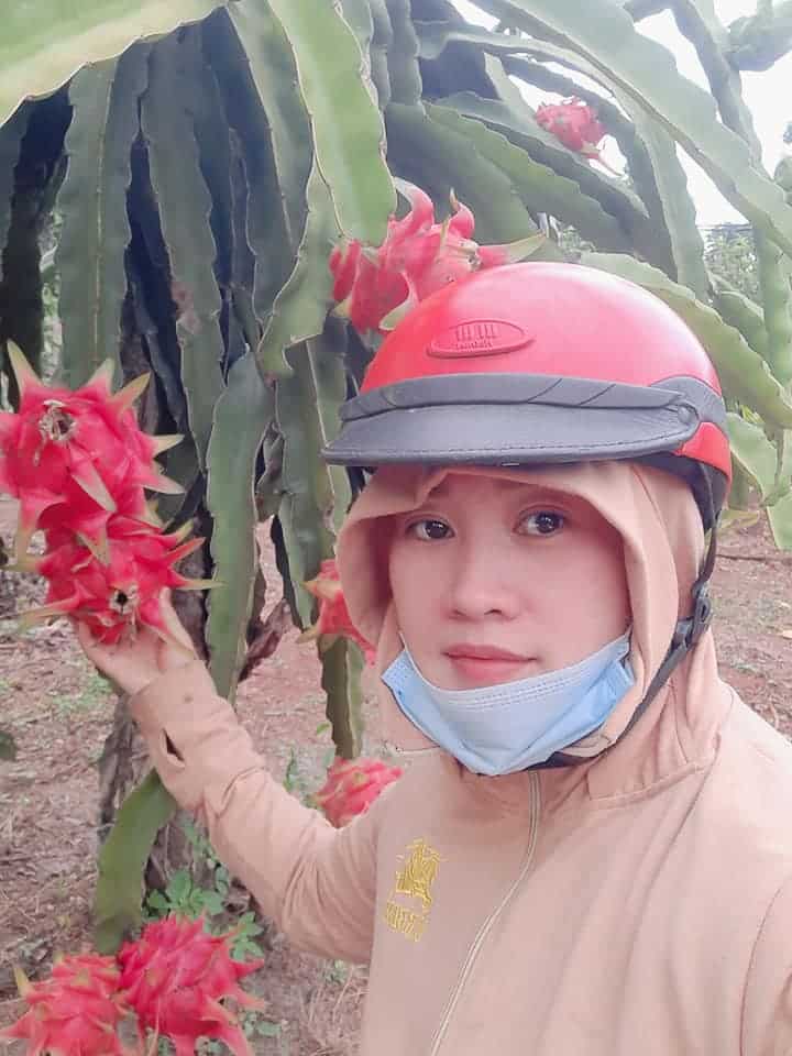 Thanh long ruột đỏ 6 pitaya 01
