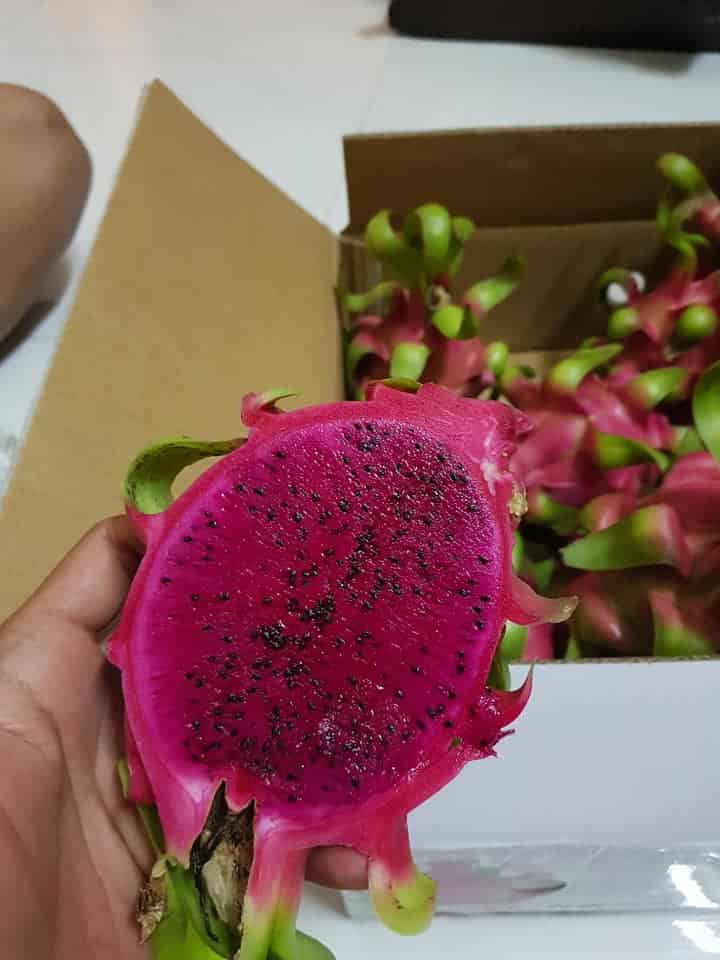 Thanh long ruột đỏ 3 pitaya 02