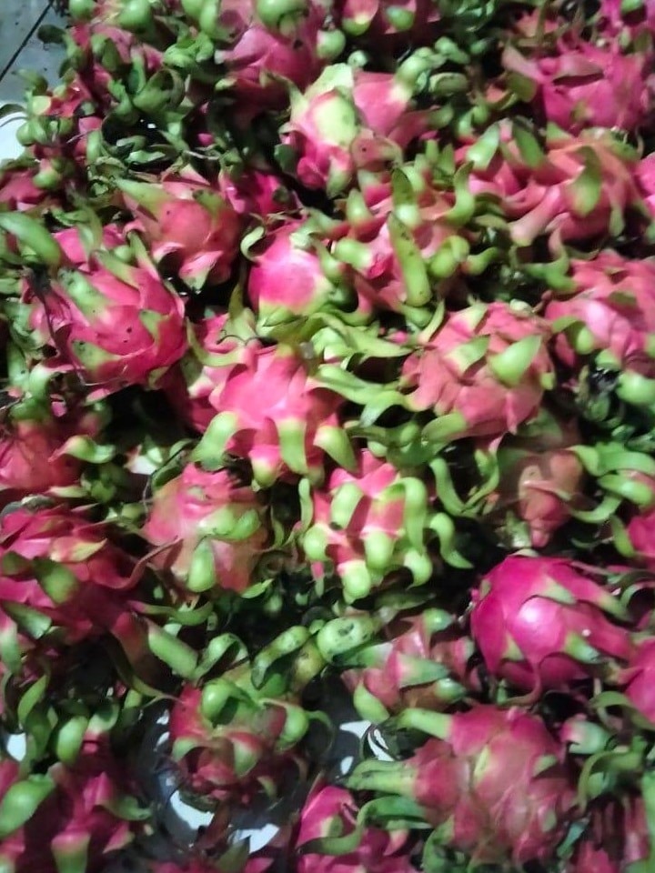 Thanh long ruột đỏ 5 pitaya 03