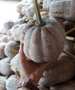 Bí đỏ hồ lô hữu cơ ăn ngon 6 bido 01 1