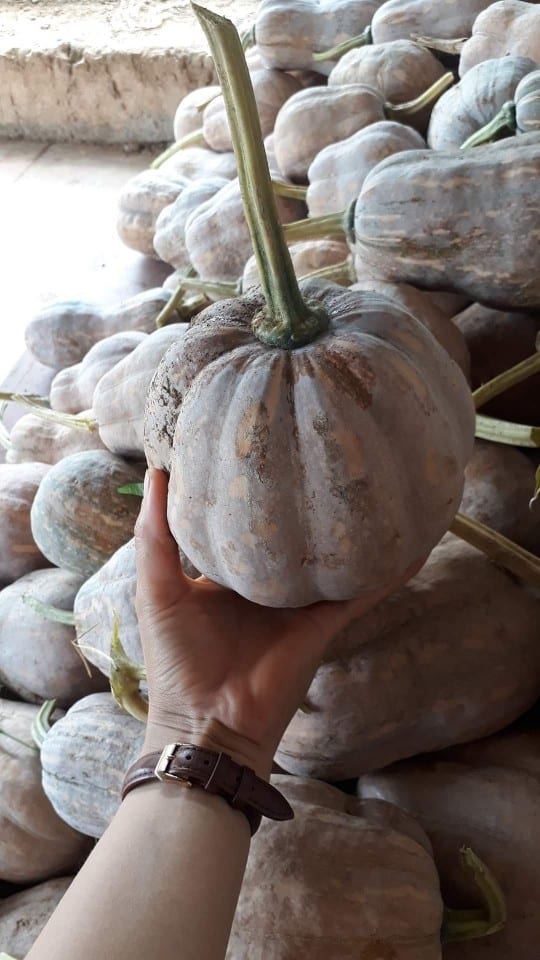 Bí đỏ hồ lô hữu cơ ăn ngon 2 bido 01 1