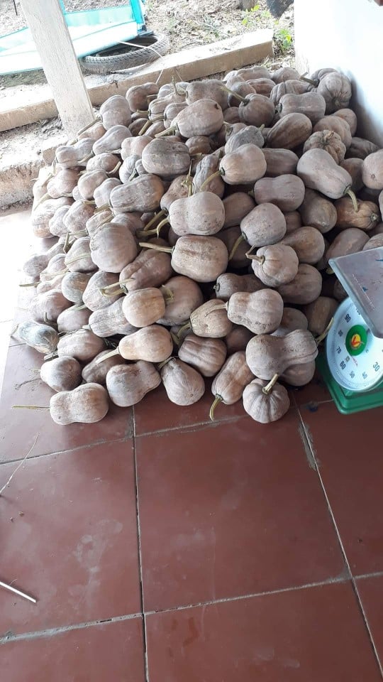Bí đỏ hồ lô hữu cơ ăn ngon 4 bido 03 1