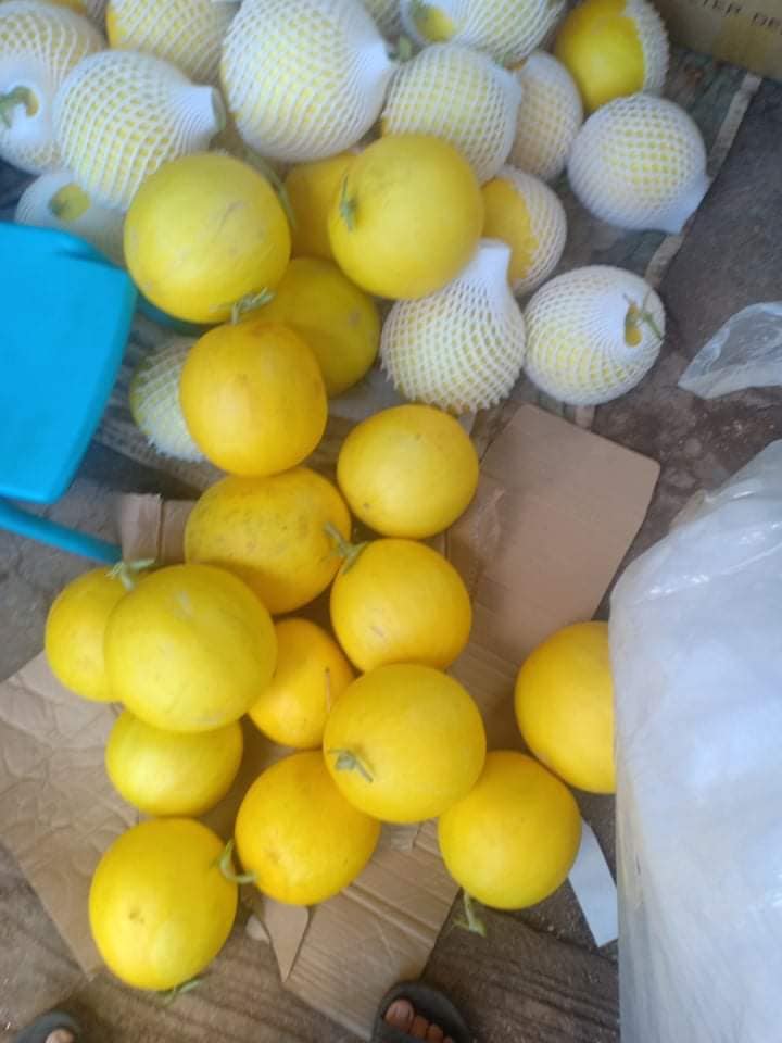 Dưa lưới ruột vàng 3 dua 02