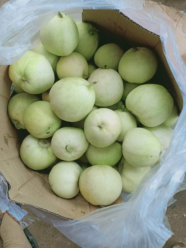 Dưa lưới ruột vàng 5 dua 04