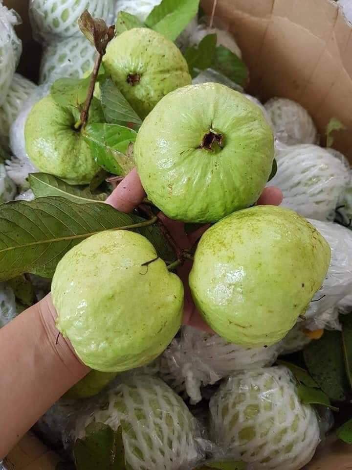 Ổi nữ hoàng miền Tây Đặc Sản Đồng Tháp 3 oi 01
