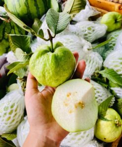 Ổi nữ hoàng miền Tây Đặc Sản Đồng Tháp 8 oi 03