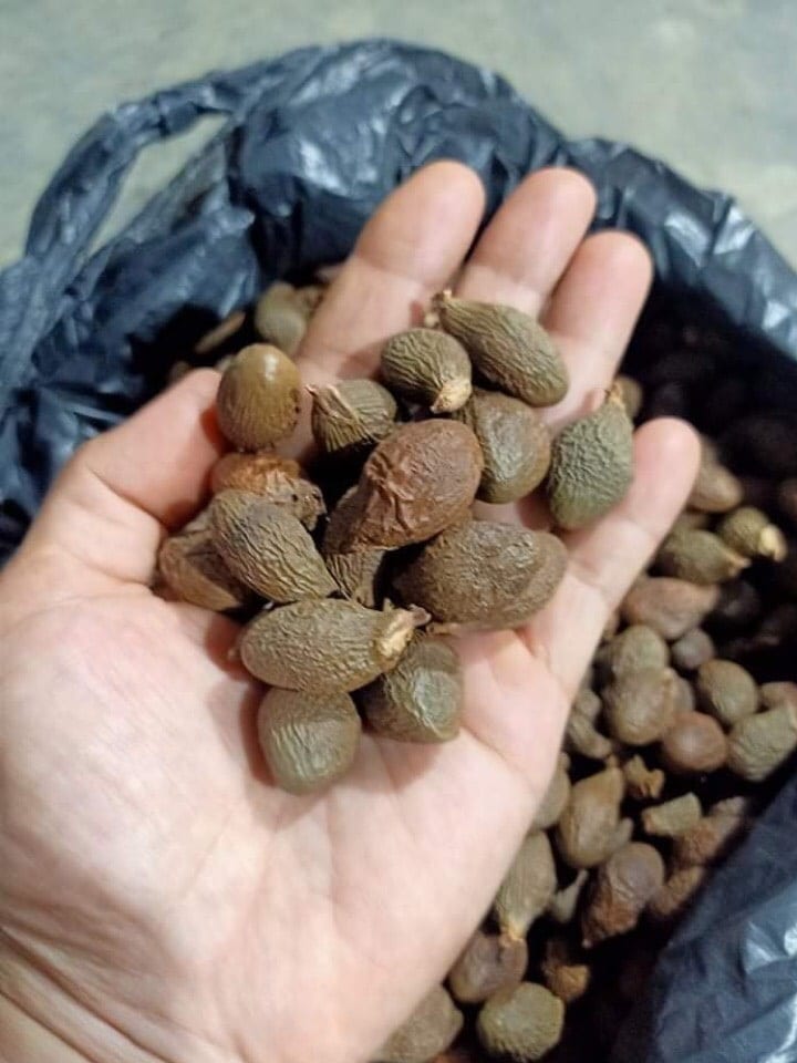 Hạt ươi bay Tây Nguyên 3 uoi 01