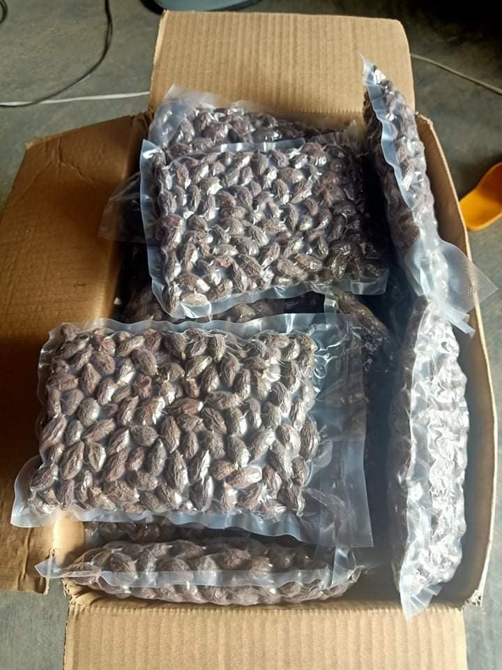 Hạt ươi bay Tây Nguyên 7 uoi 03