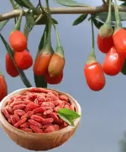 Câu Kỷ Tử bổ máu bảo vệ thần kinh nhiều công dụng tốt cho sức khỏe