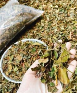 Chè vằng khô giảm cân giảm béo điều trị sưng vú hiệu quả