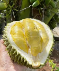 Sầu Riêng: Món ngon độc đáo từ vườn quê