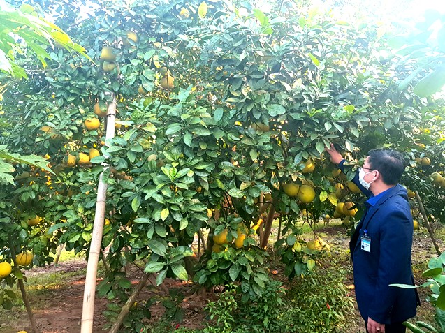 buoi tam van 17020375599681292286765