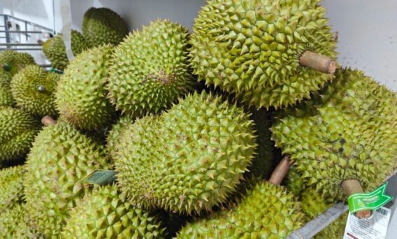 sau rieng