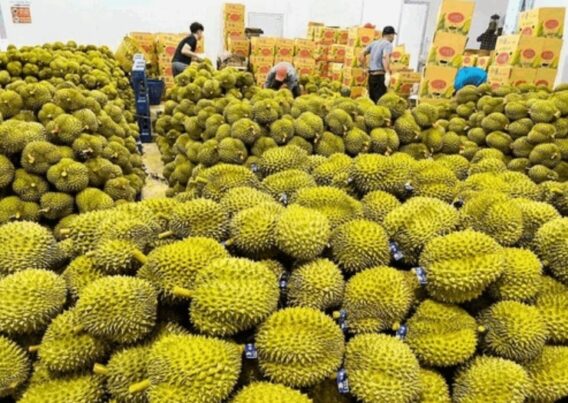 Tăng Cường Kiểm Soát Nông Sản - Chiến Lược Mở Cửa Thị Trường Xuất Khẩu Châu Âu 2 tang cuong kiem soat