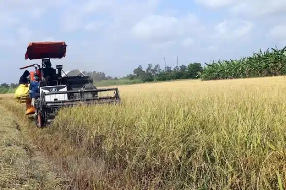 Sự Tăng Trưởng Vững Chắc Trong Ngành Lúa Gạo Việt Nam: Từ Đồng Bằng Sông Cửu Long Đến Thị Trường Xuất Khẩu 2 0110gialua.jpg