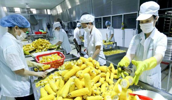 Hiệu Quả Của Chiến Lược Xây Dựng Cửa Khẩu Thông Minh Trong Quản Lý Nông Sản Xuất Nhập Khẩu 2 5831 ngo