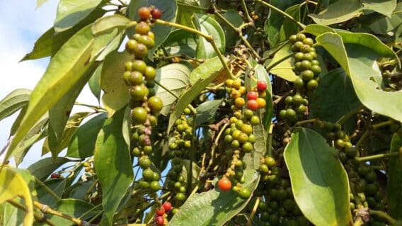 Đổi Mới Hạ Tầng Đường Sắt - Bước Tiến Mới trong Xuất Khẩu Nông Lâm Thủy Sản Qua Lạng Sơn 2 5b3880015d20160413 161206 ayrh 0606