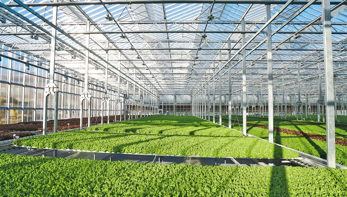 Gotham Greens greenhouse