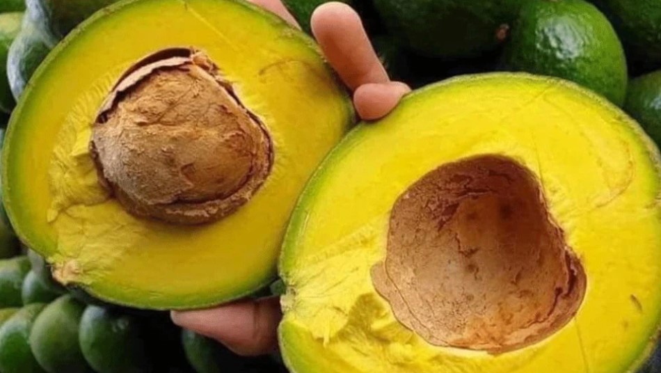 Bơ Sáp Có Mấy Loại? Cách Phân Biệt Bơ Sáp Và Bơ Nước 11 Bơ Sáp Có Mấy Loại? Cách Phân Biệt Bơ Sáp Và Bơ Nước